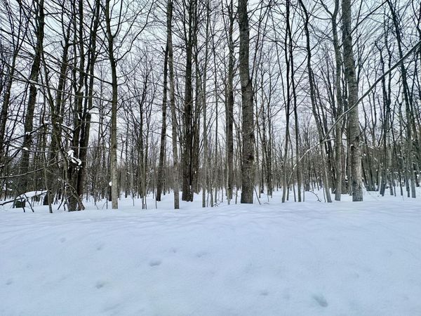 Lot 472 Maplewood Circle, Elmira, MI 49730