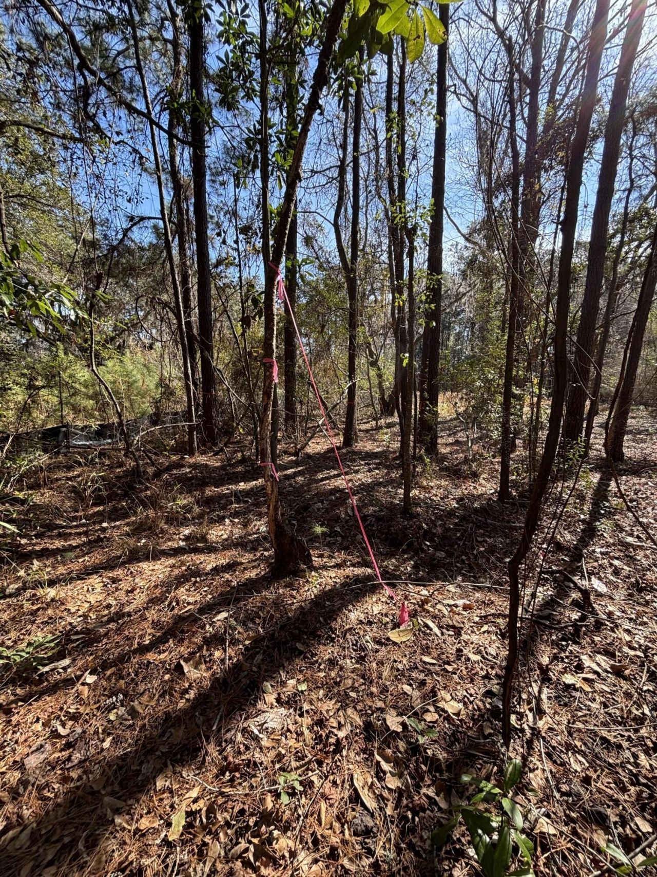 336 Drayton Street Photo 12