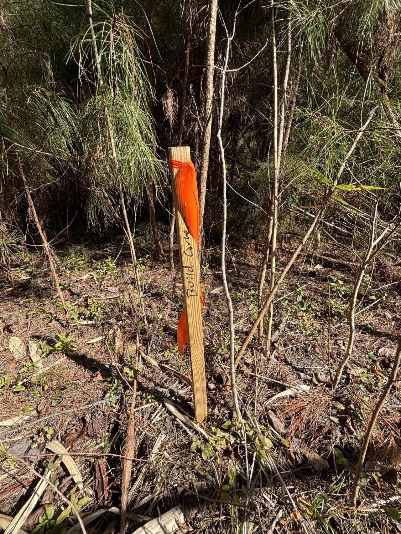 336 Drayton Street Photo 13