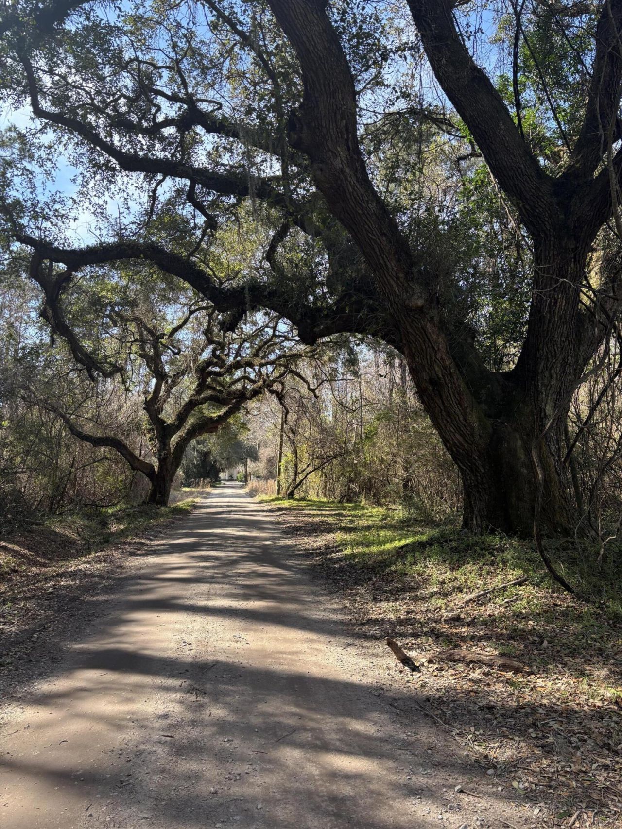 336 Drayton Street Photo 9