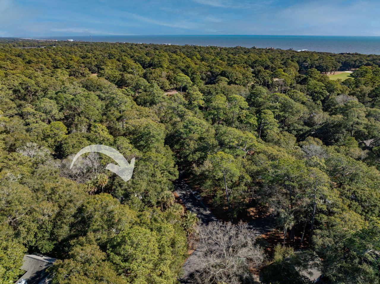 50 Crested Flycatcher Photo 9