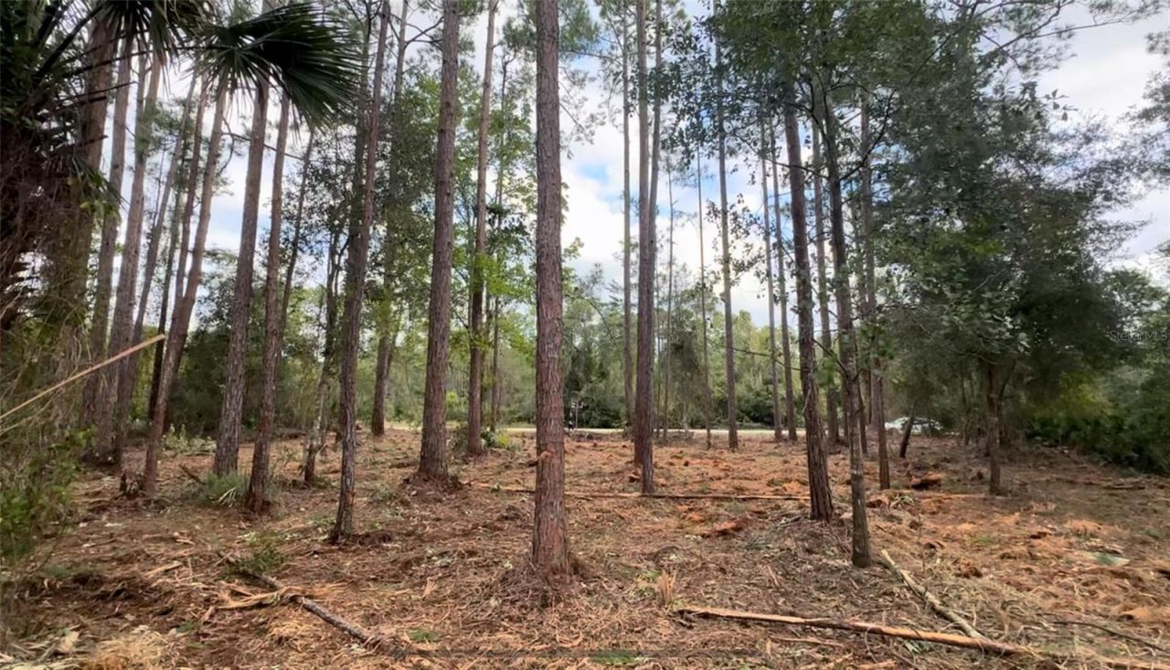 107 S Georgetown Point Road, Georgetown, FL 32139 Photo