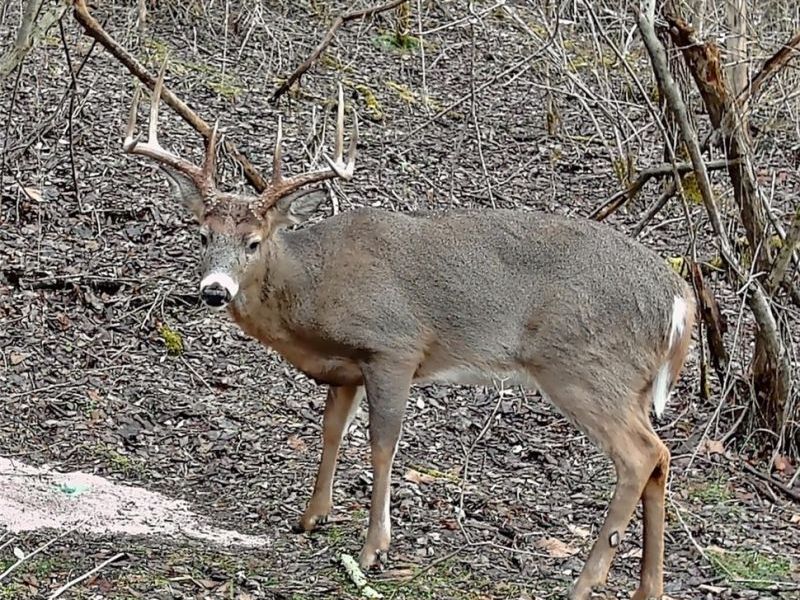 49497 Great Lake Road, Saint Clairsville, OH 43950 Photo 36