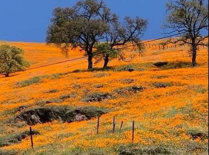 Electra Rd., Jackson, CA 95642 Photo