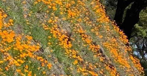 Electra Rd., Jackson, CA 95642 Photo
