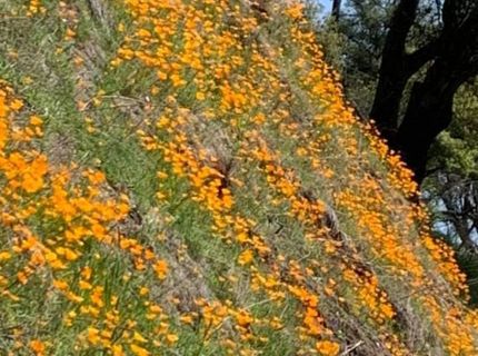 Electra Rd., Jackson, CA 95642 Photo