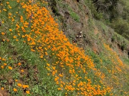 Electra Rd., Jackson, CA 95642 Photo