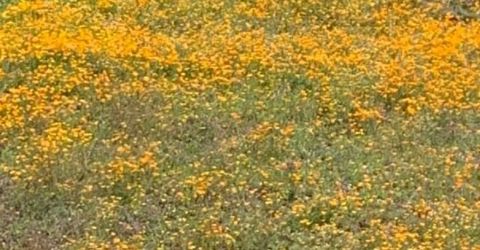 Electra Rd., Jackson, CA 95642 Photo