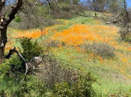 Electra Rd., Jackson, CA 95642 Photo
