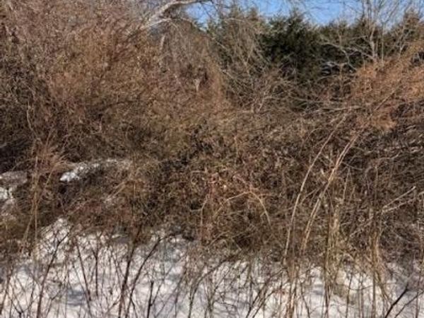 Woodland , Mastic Beach, NY 11967