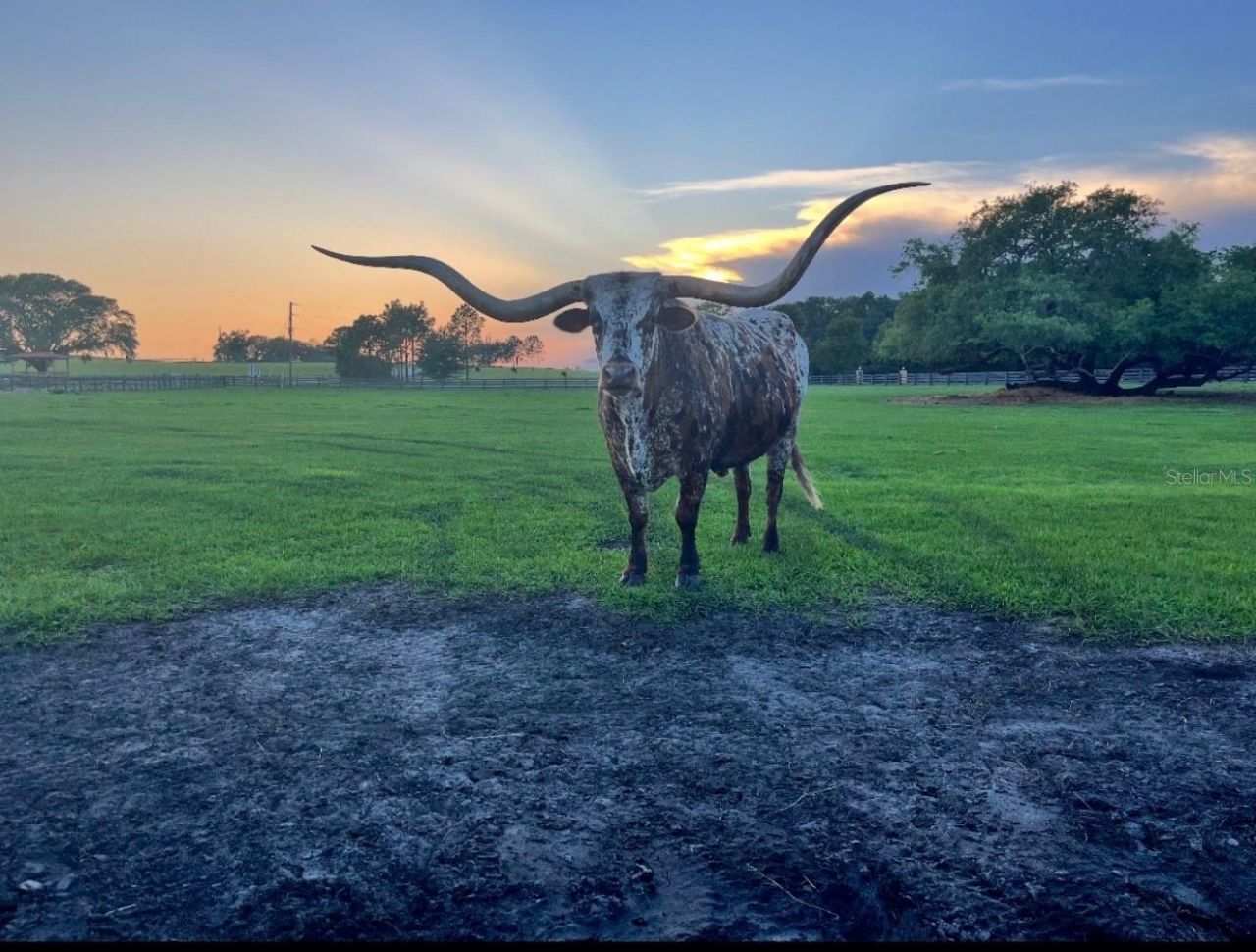 20832 Hunter Hill Drive, Dade City, FL 33523 Photo