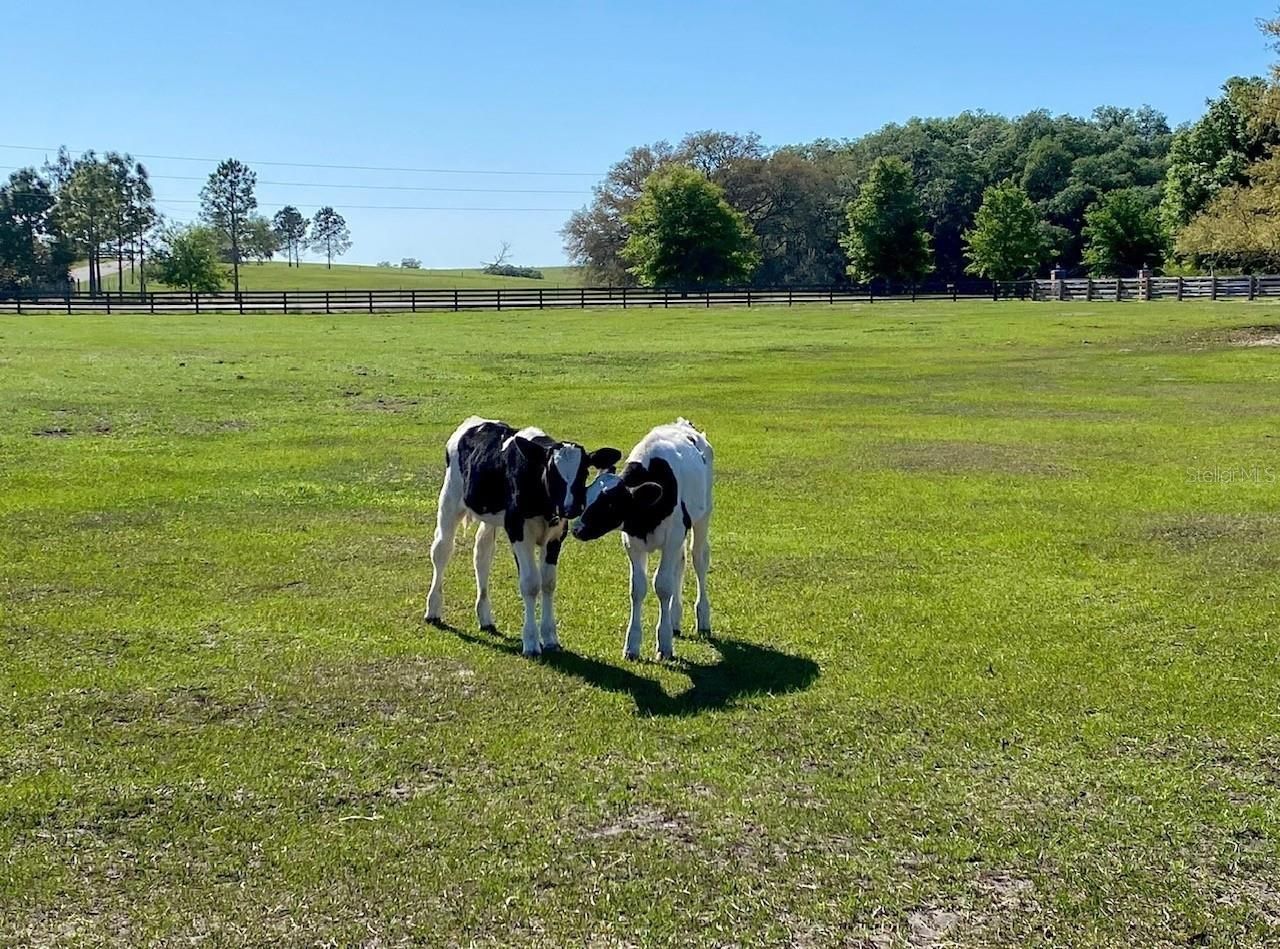 20832 Hunter Hill Drive, Dade City, FL 33523 Photo