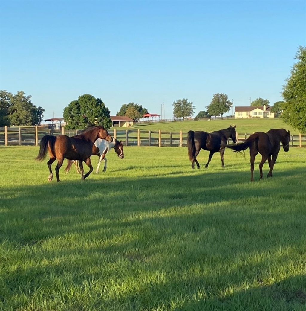 20832 Hunter Hill Drive, Dade City, FL 33523 Photo