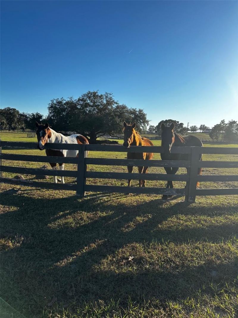 20832 Hunter Hill Drive, Dade City, FL 33523 Photo