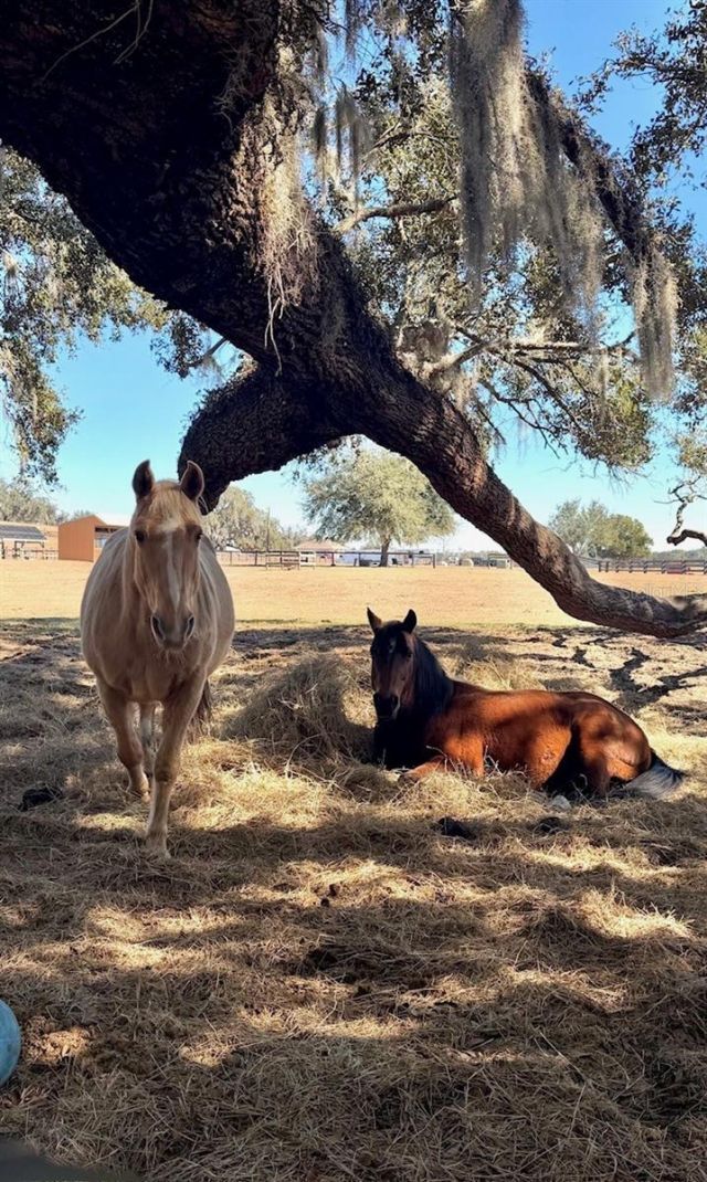 20832 Hunter Hill Drive, Dade City, FL 33523 Photo