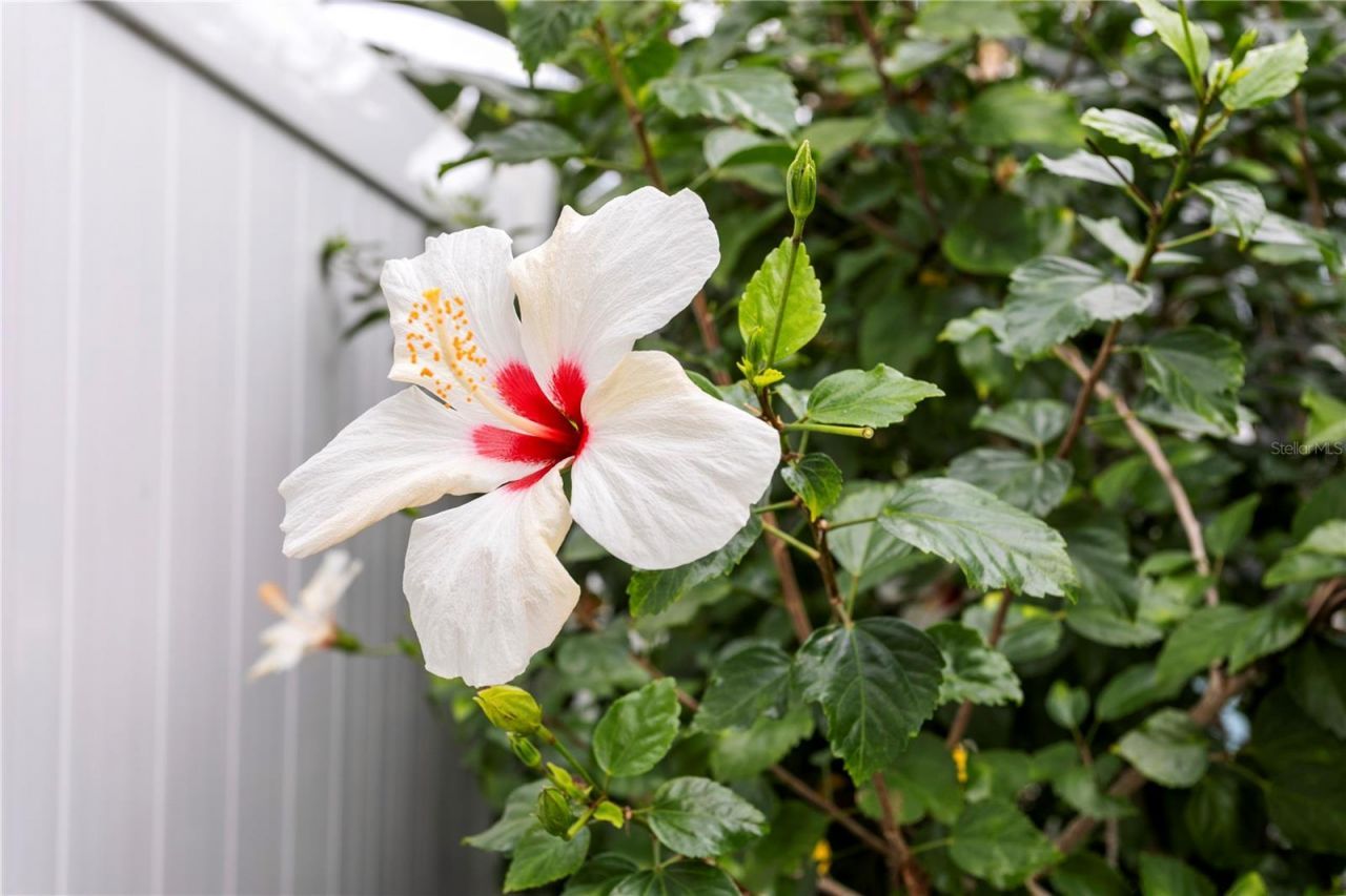 11206 Pocket Brook, Tampa, FL 33635 Photo