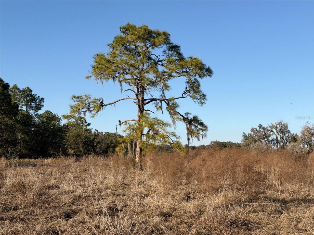 100ac NE Hwy 17, Arcadia, FL 34266 Photo