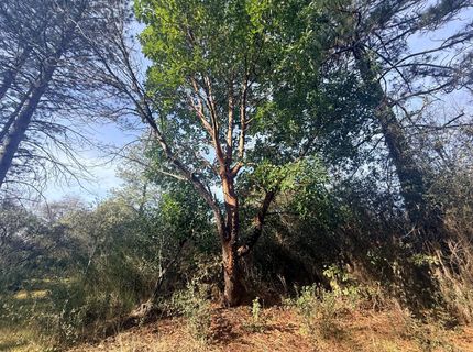 10986 Tyler Foote Crossing Rd, Nevada City, CA 95959 Photo