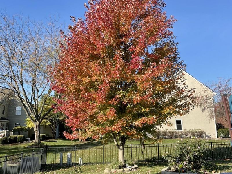 4977 Britton Farms Court, Hilliard, OH 43026 Photo 106