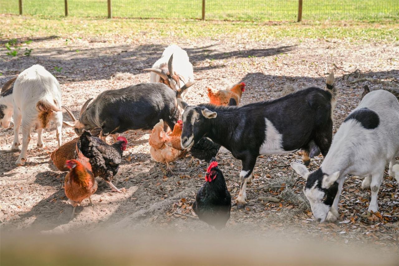 808 Old Welcome Road, Lithia, FL 33547 Photo