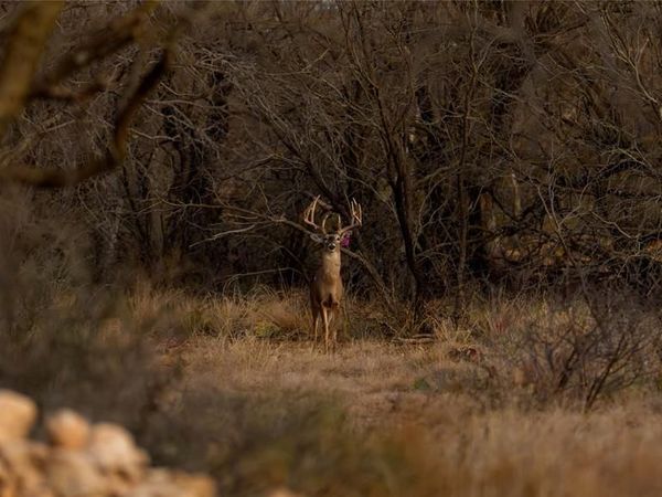 20775 County Road 1445 , Paint Rock, TX 76866