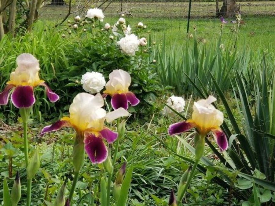 Property Image 74