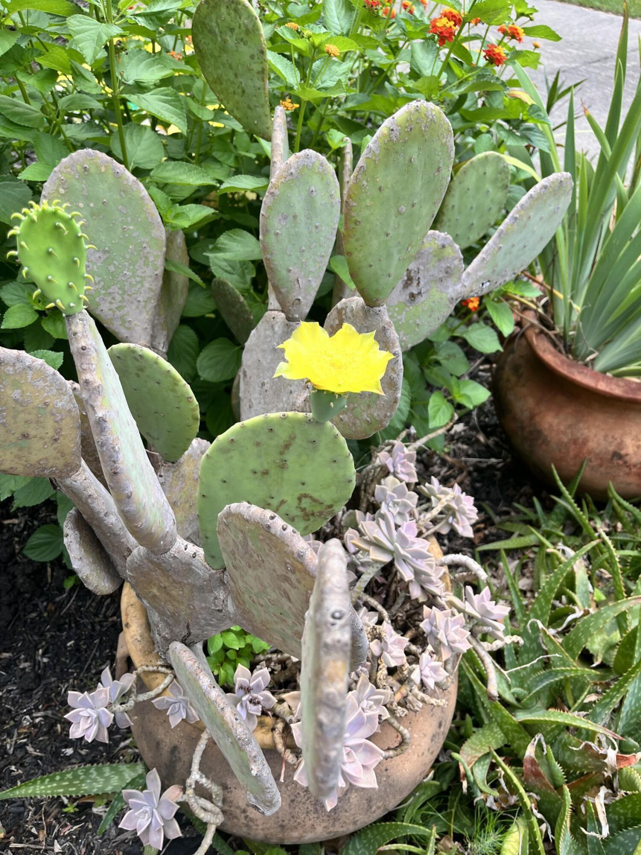 104 Sugar Tree Place Photo 54