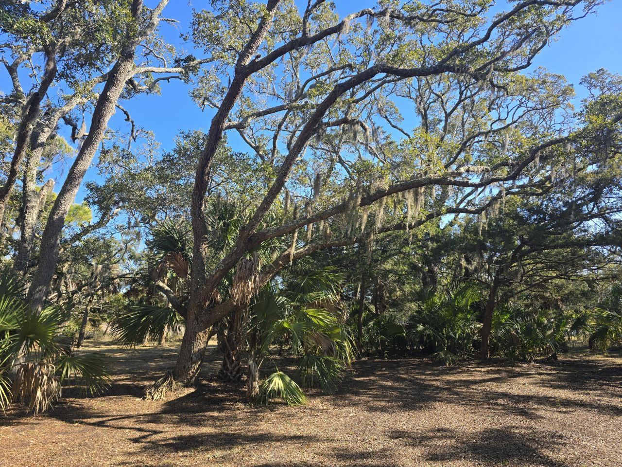 58 Painted Bunting Trail Photo 10