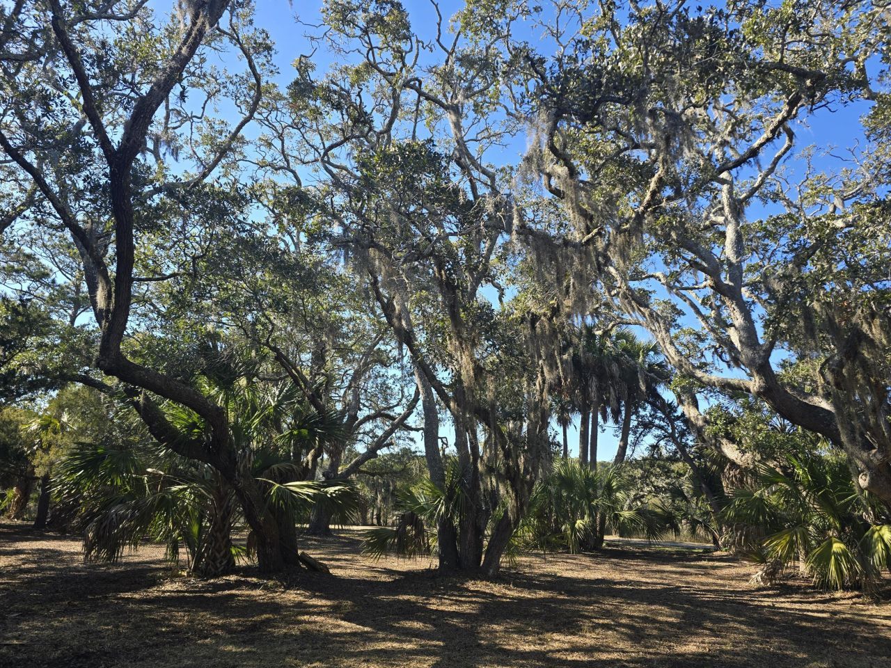 58 Painted Bunting Trail Photo 16