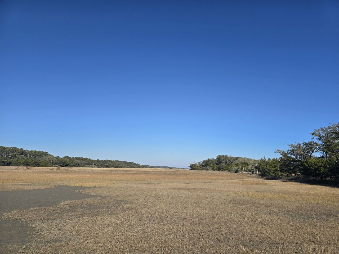 58 Painted Bunting Trail Photo 5