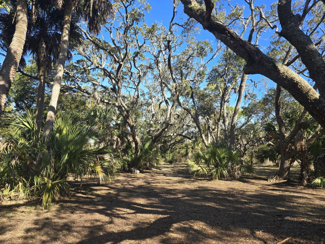 58 Painted Bunting Trail Photo 9