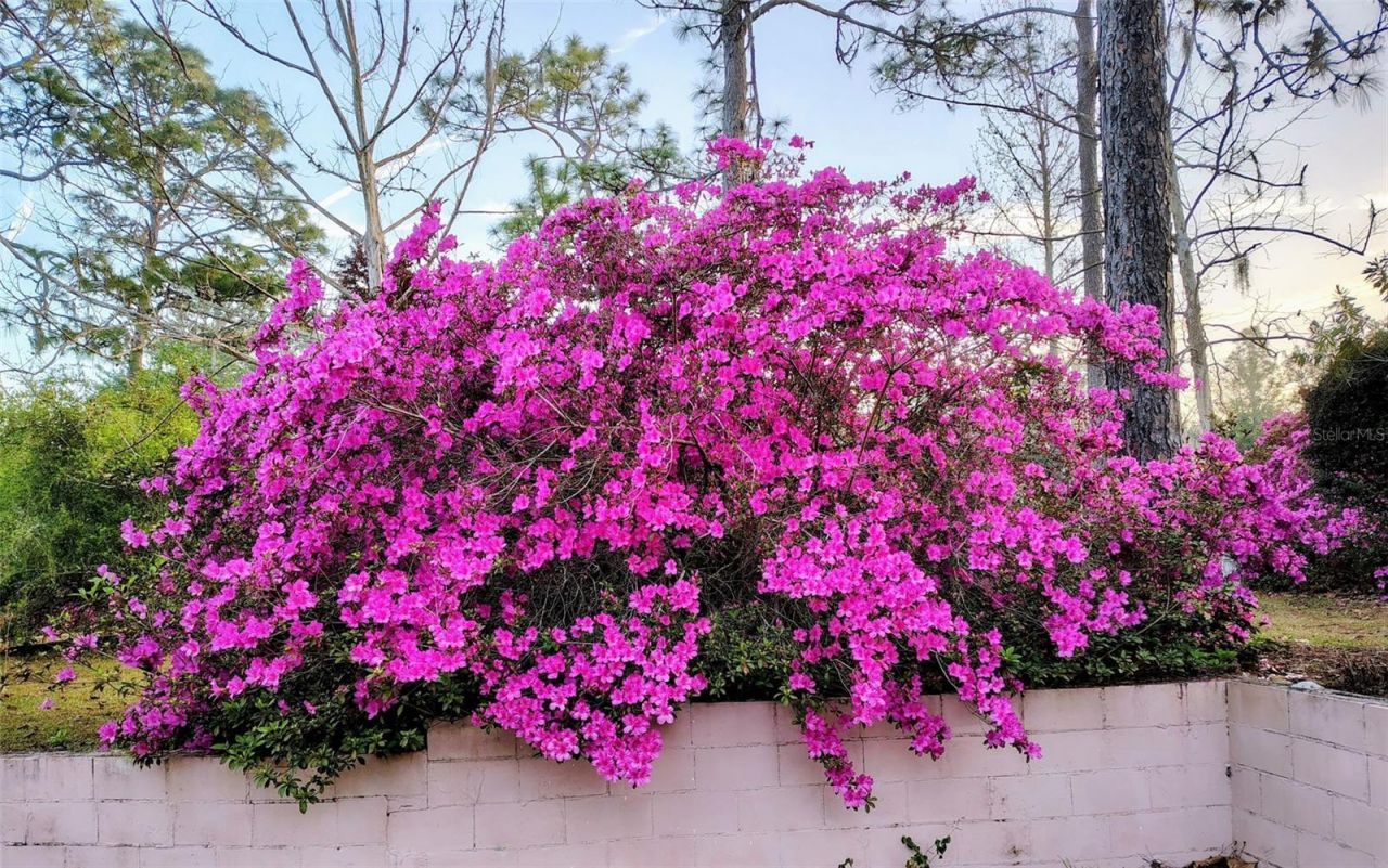 9520 N Holyoak Terrace, Dunnellon, FL 34433 Photo