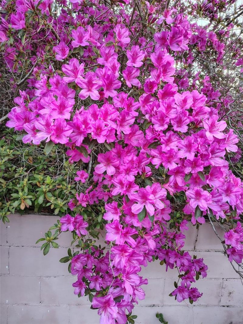 9520 N Holyoak Terrace, Dunnellon, FL 34433 Photo