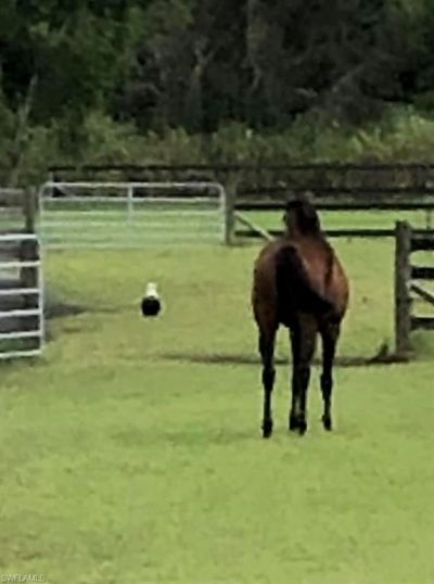 6050 Stringfellow Rd, Saint James City, FL 33956 Photo