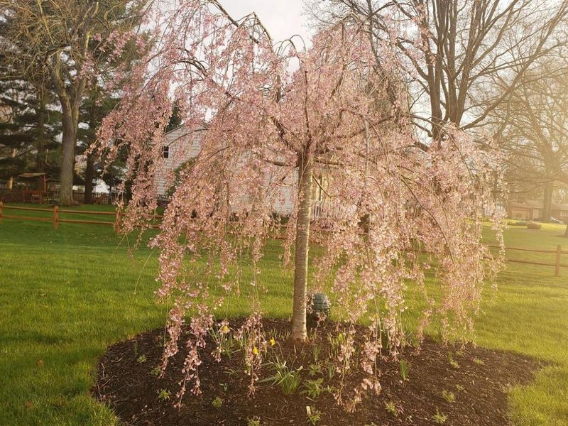 263 International Drive, Pataskala, OH 43062 Photo 42