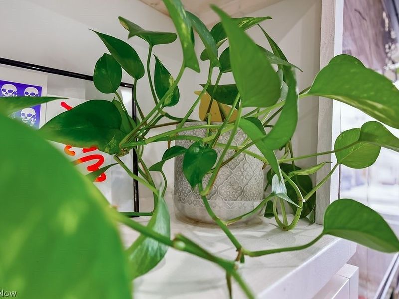 22711 Vera Street, Warrensville Heights, OH 44128 Photo 4