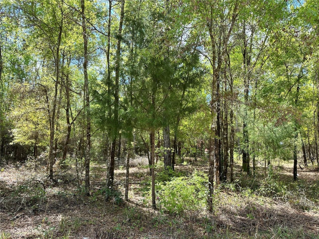 10350 NE 74th Place, Bronson, FL 32621 Photo