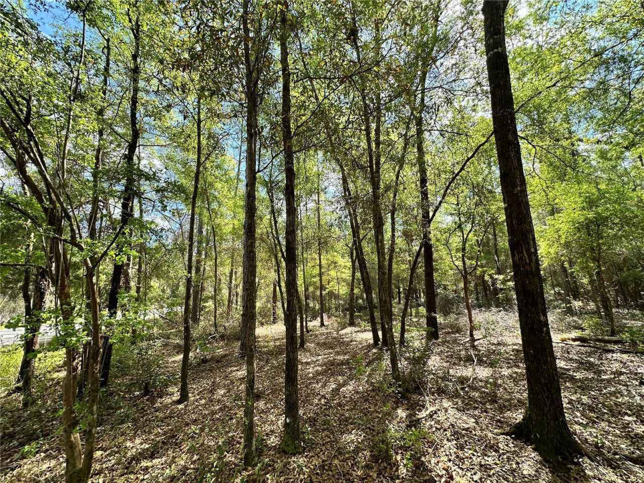 10350 NE 74th Place, Bronson, FL 32621 Photo