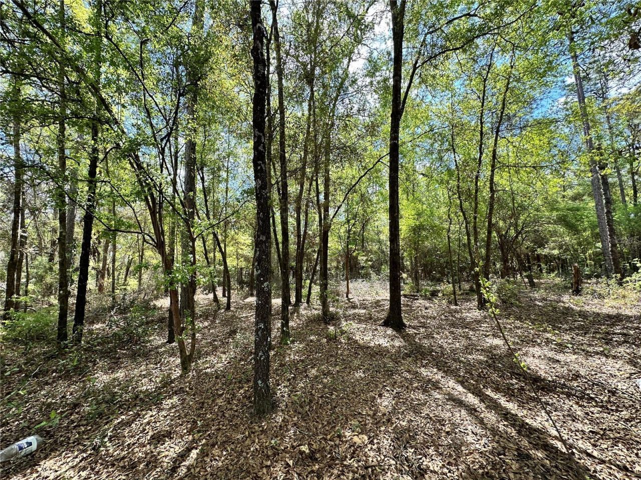 10350 NE 74th Place, Bronson, FL 32621 Photo