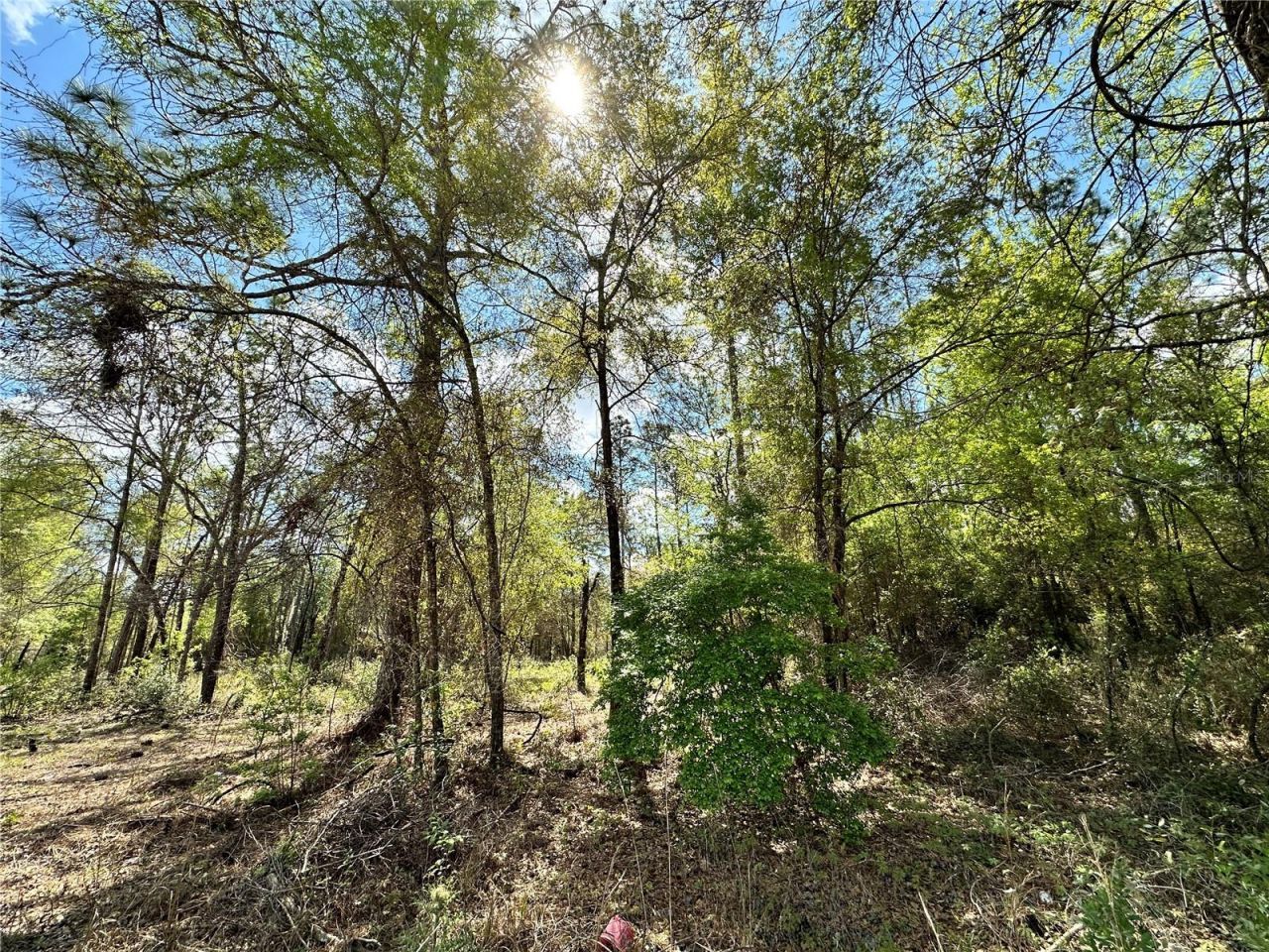 10350 NE 74th Place, Bronson, FL 32621 Photo