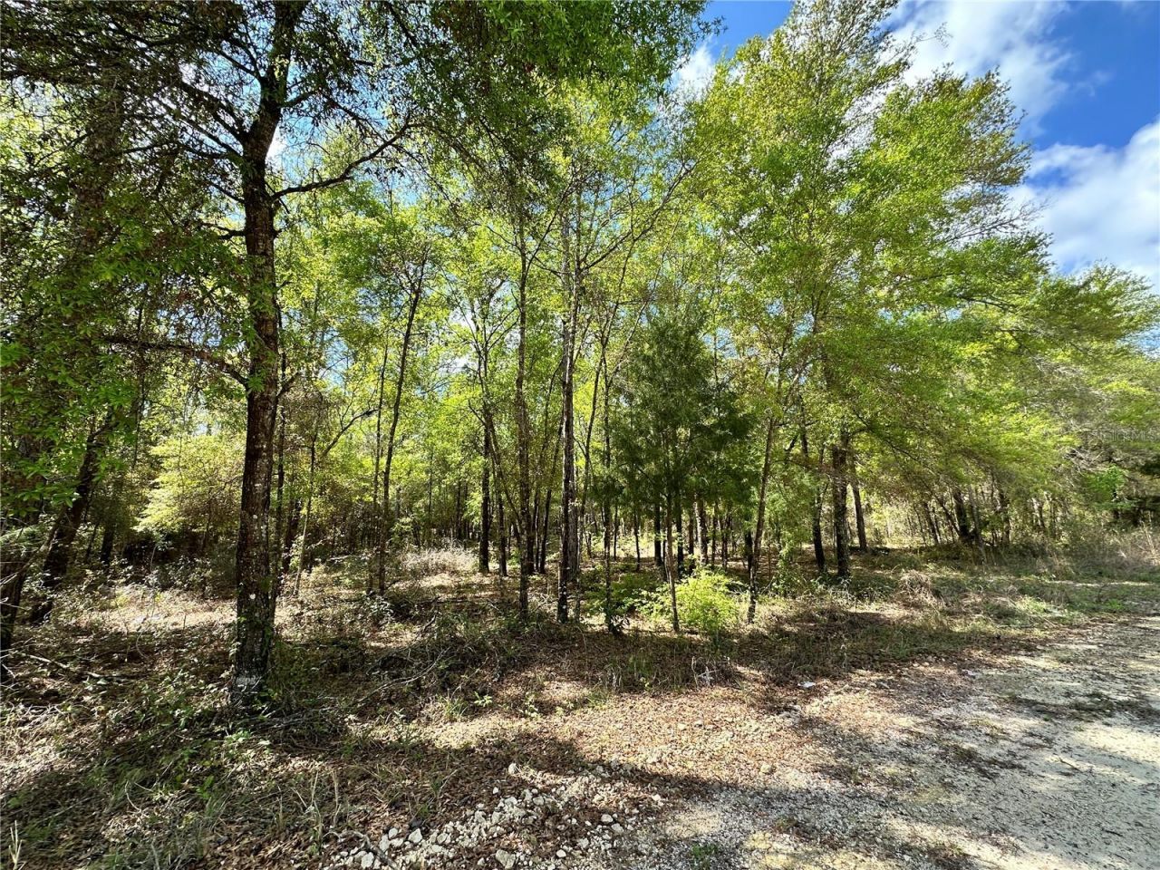 10350 NE 74th Place, Bronson, FL 32621 Photo