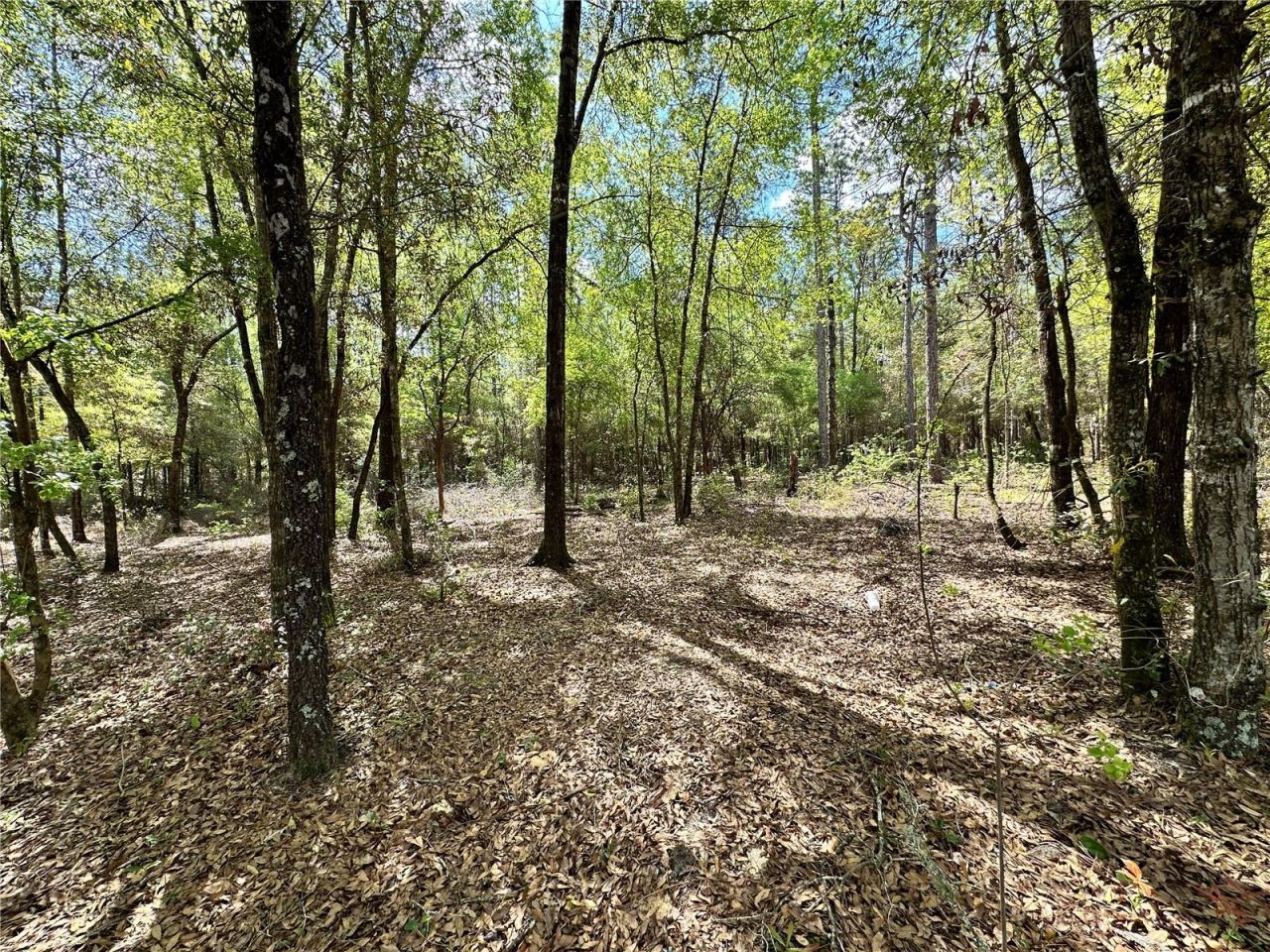 10350 NE 74th Place, Bronson, FL 32621 Photo