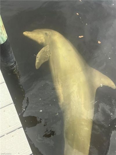 912 SW 48th Ter, Unit 110, Cape Coral, FL 33914 Photo