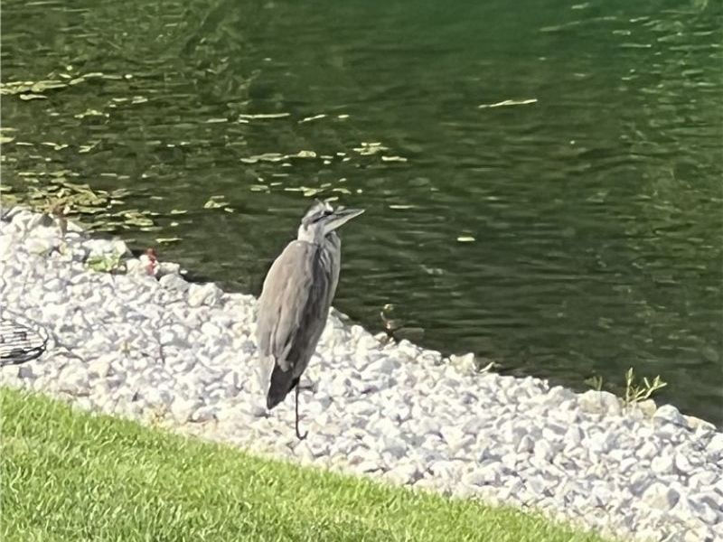 3659 Shady Timber Drive, Twinsburg, OH 44087 Photo 30