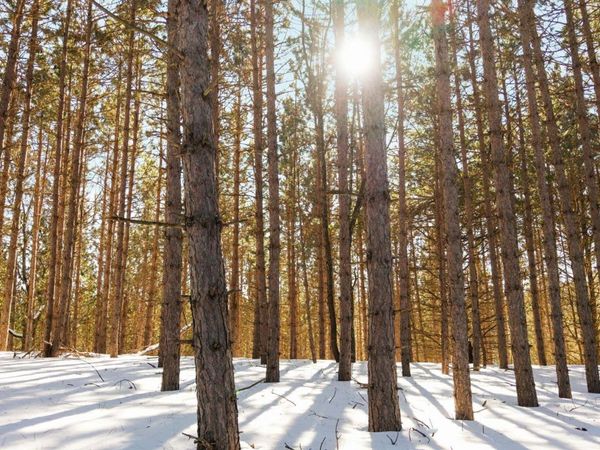 4811 Truax Lake Road, Williamsburg, MI 49690