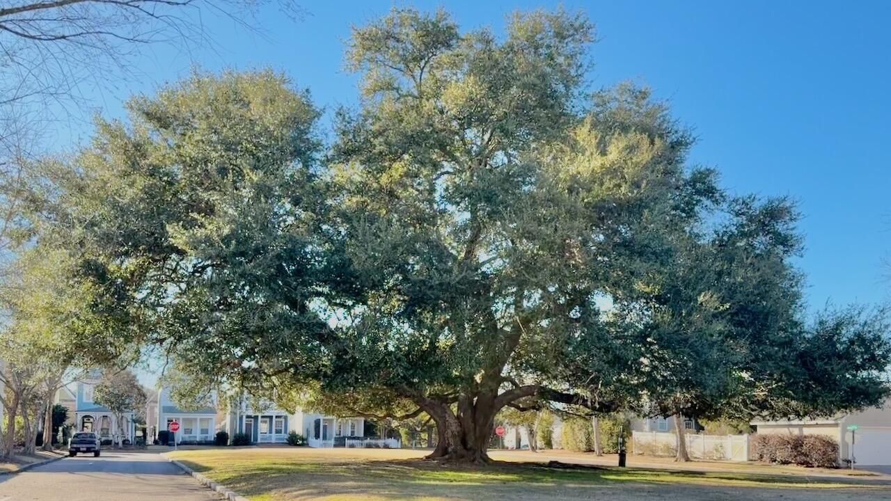 105 Hyacinth Street Photo 28