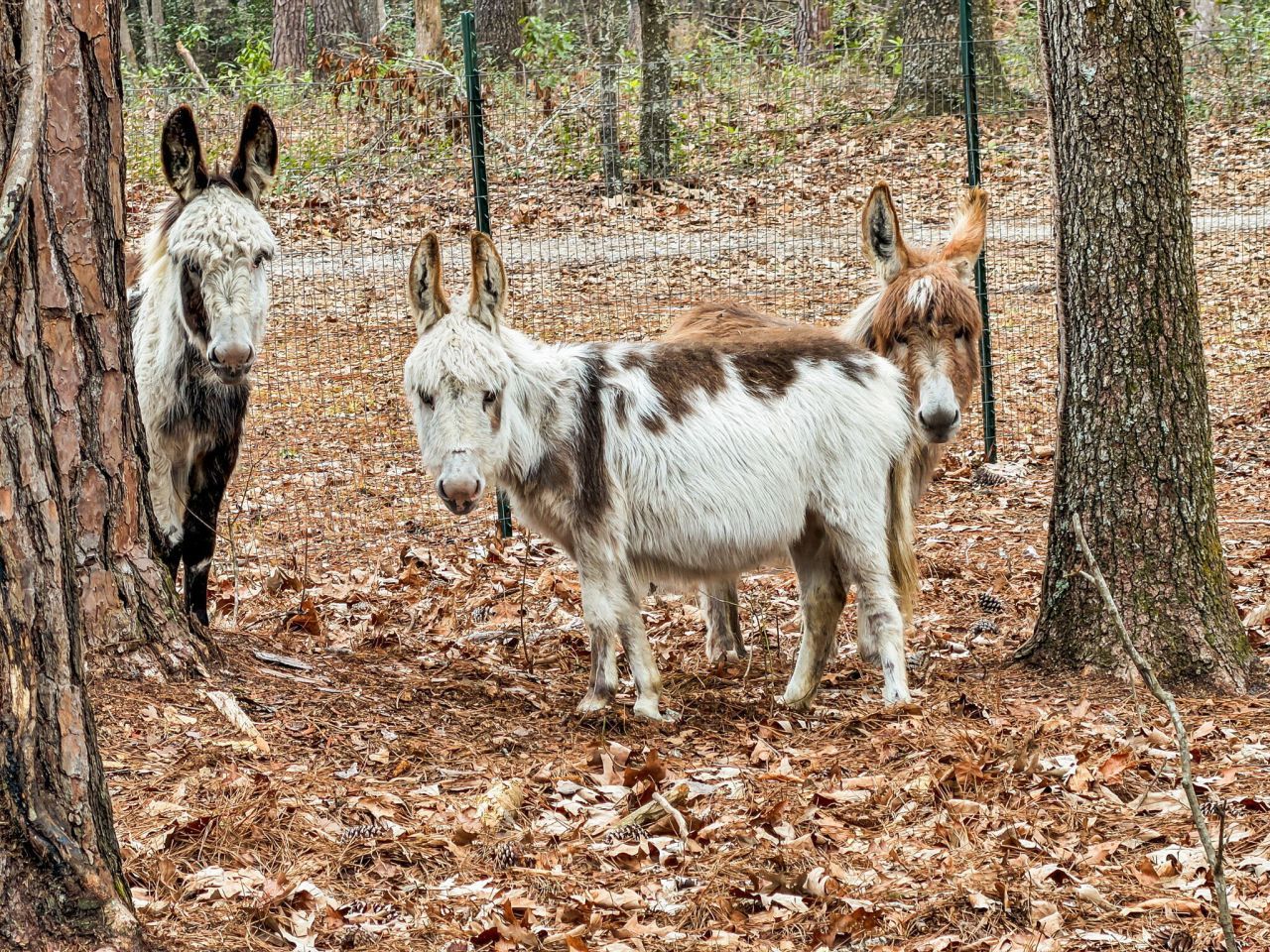 7769 Old Jacksonboro Road Photo 30