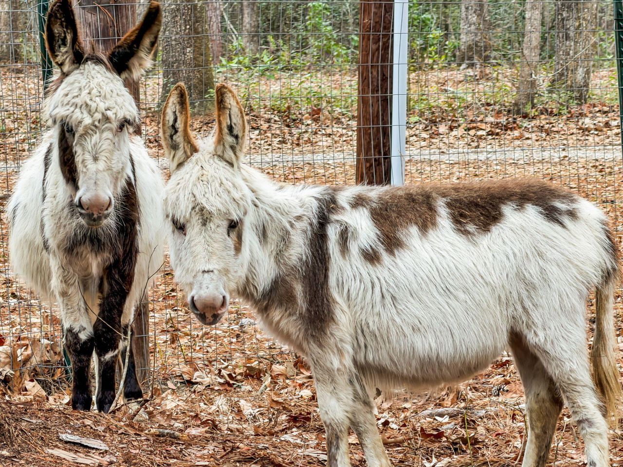 7769 Old Jacksonboro Road Photo 31