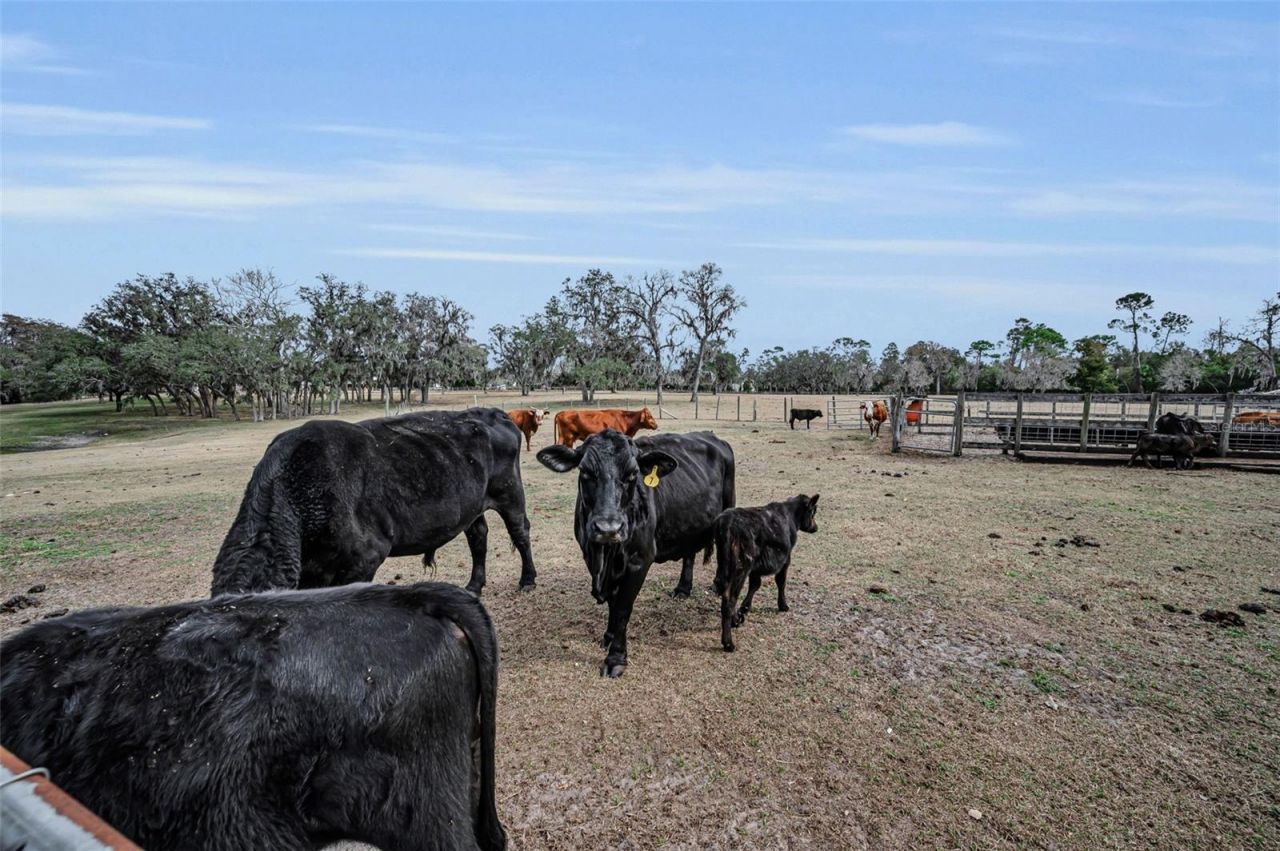 7230 Old Homestead Road, New Port Richey, FL 34654 Photo