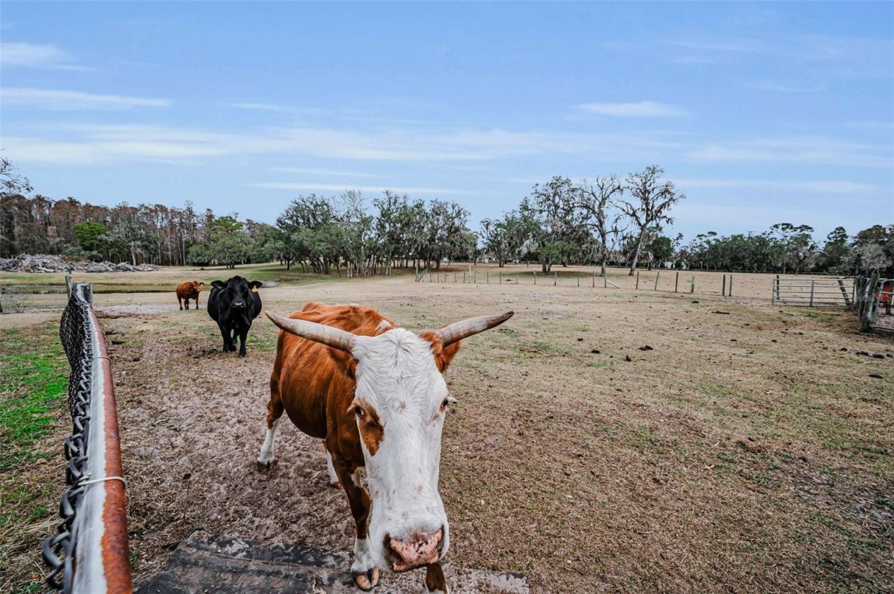 7230 Old Homestead Road, New Port Richey, FL 34654 Photo